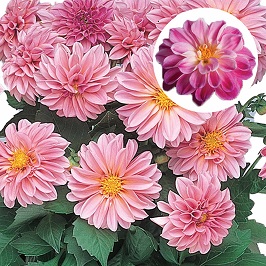 Dahlia  P12 Emily Pink (rose)