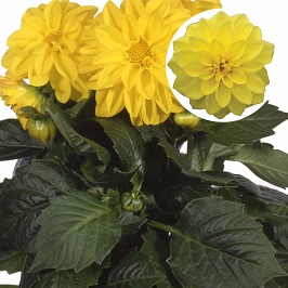 Dahlia  P12 Magret (yellow)