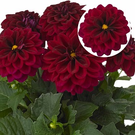 Dahlia  P12 Patty (red)