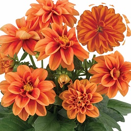 Dahlia  P12 Rachel (brons)