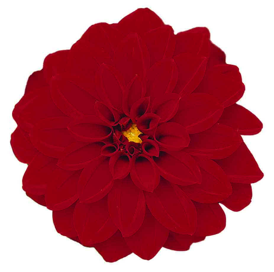 Dahlia  P12 Tessy (red)