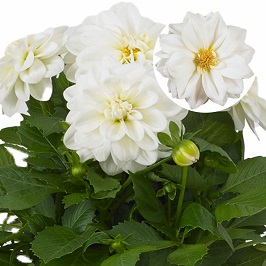 Dahlia  P12 Whitney (wit)