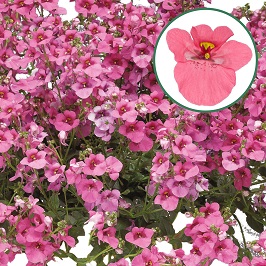 Diascia P12 Antique Rose