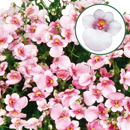 Diascia P12 Appleblossom