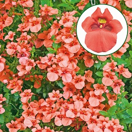 Diascia P12 Deep Salmon
