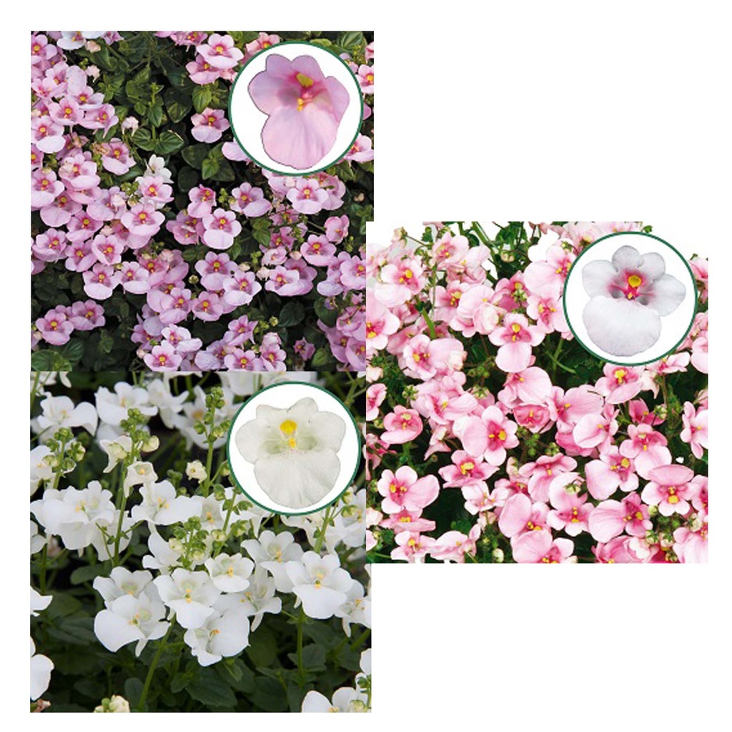 Diascia P12 Divers