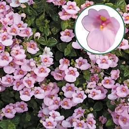 Diascia P12 Light pink