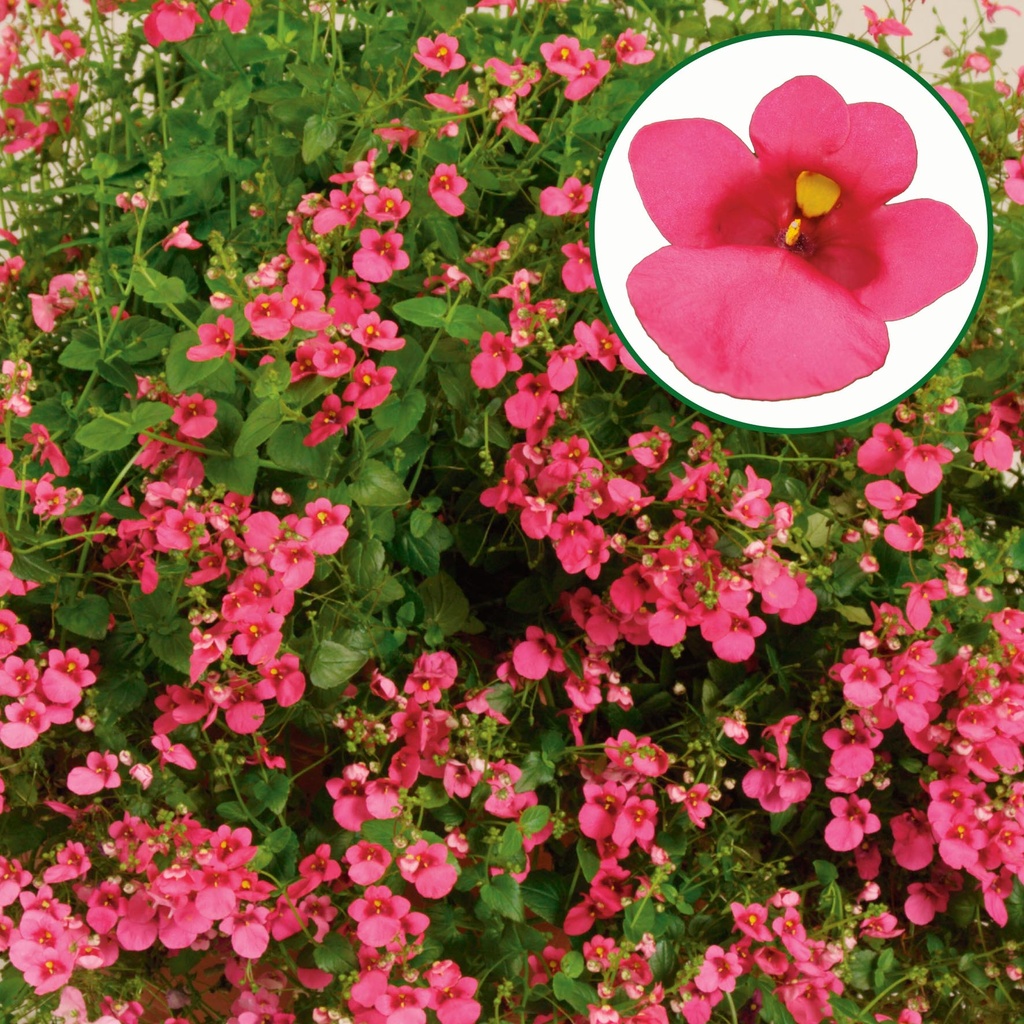 Diascia P12 Rose