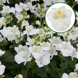 Diascia P12 White