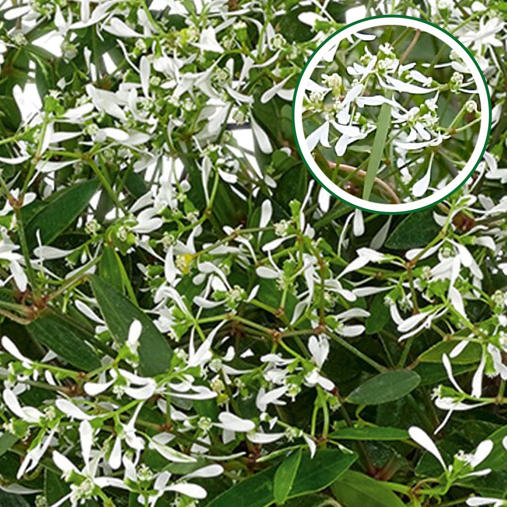 Euphorbia P12 Silverfog white