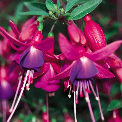 Fuchsia P10.5 Hang Mix per laag Divers