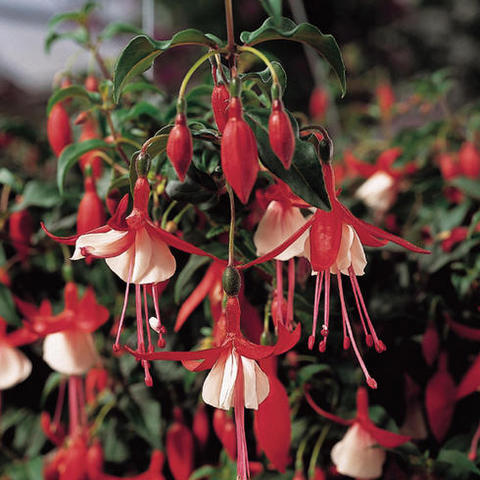 Fuchsia P10.5 Mix per laag