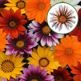 Gazania P12 New day mix