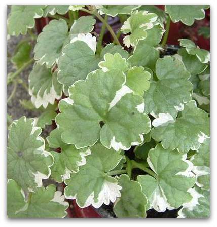 Glychoma P12 Nepeta bont