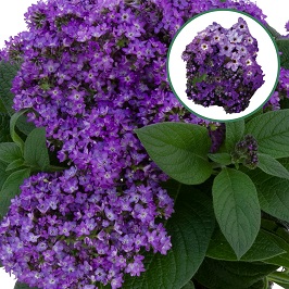 Heliotroop P12 Blue