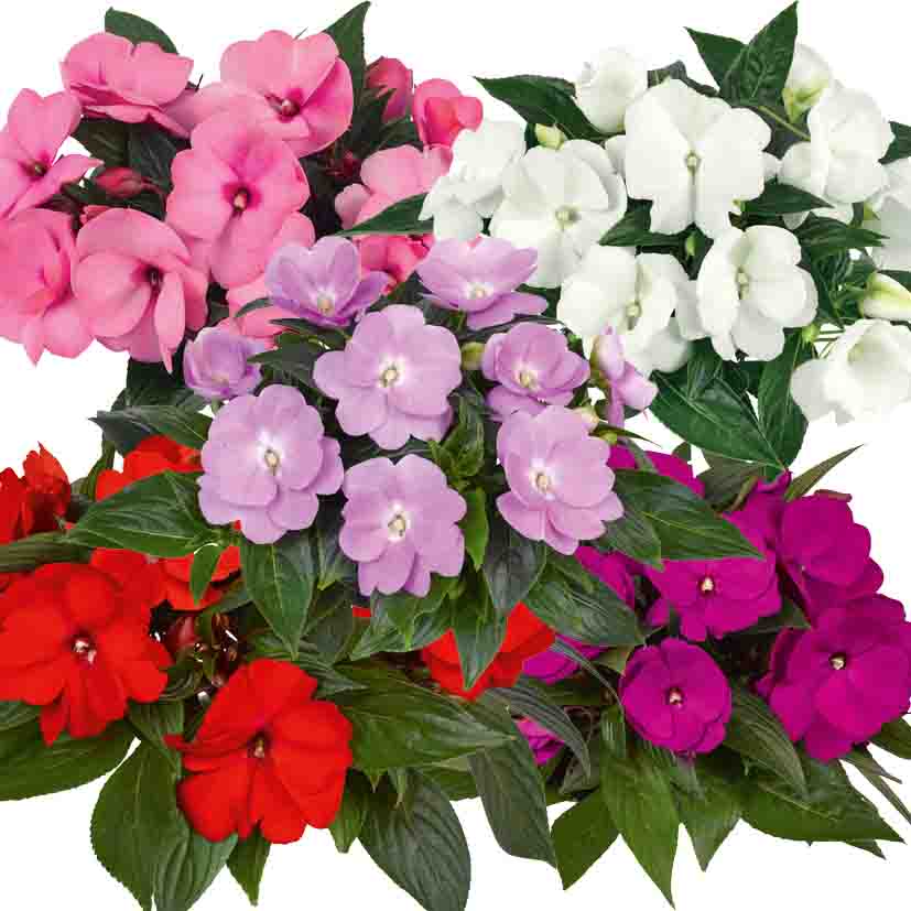 Impatiens New Guinea P12 Divers