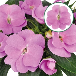 Impatiens New Guinea P12 Lavender