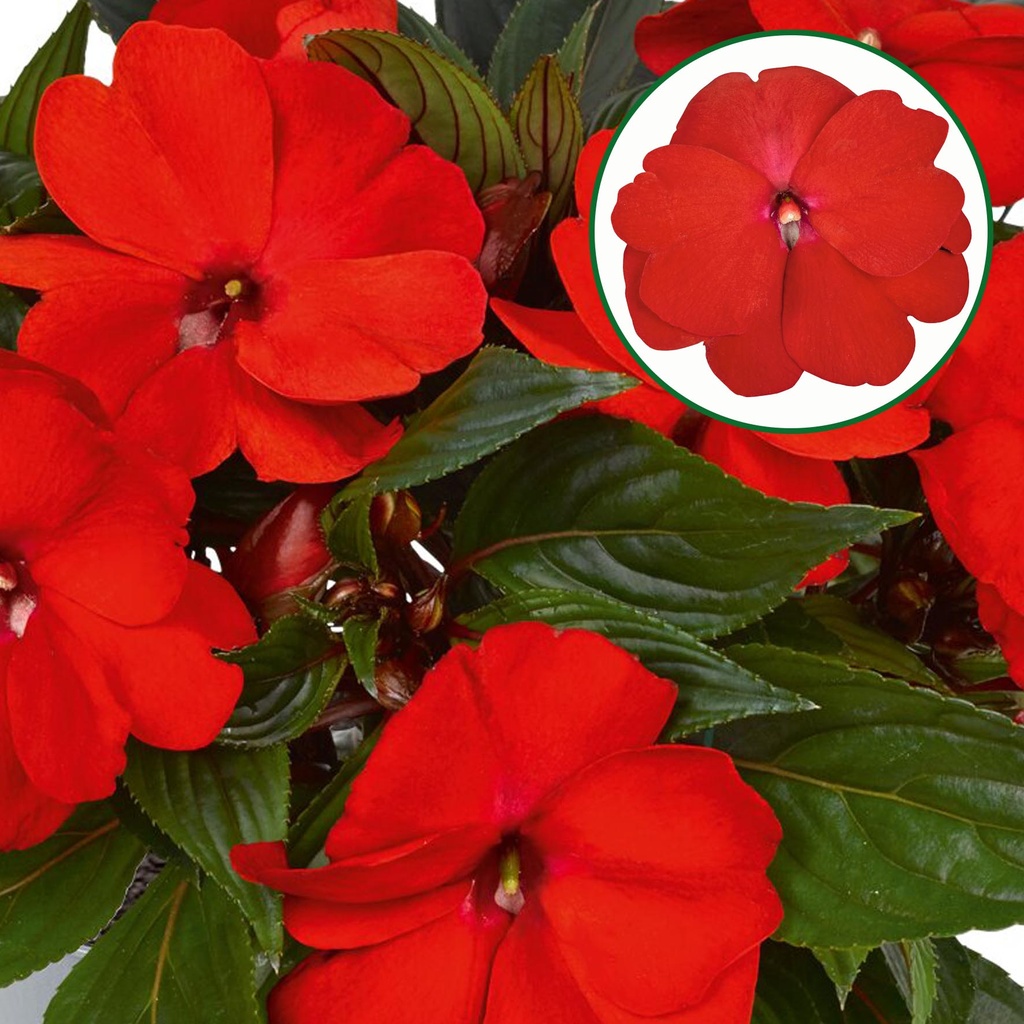 Impatiens New Guinea P12 Orange red