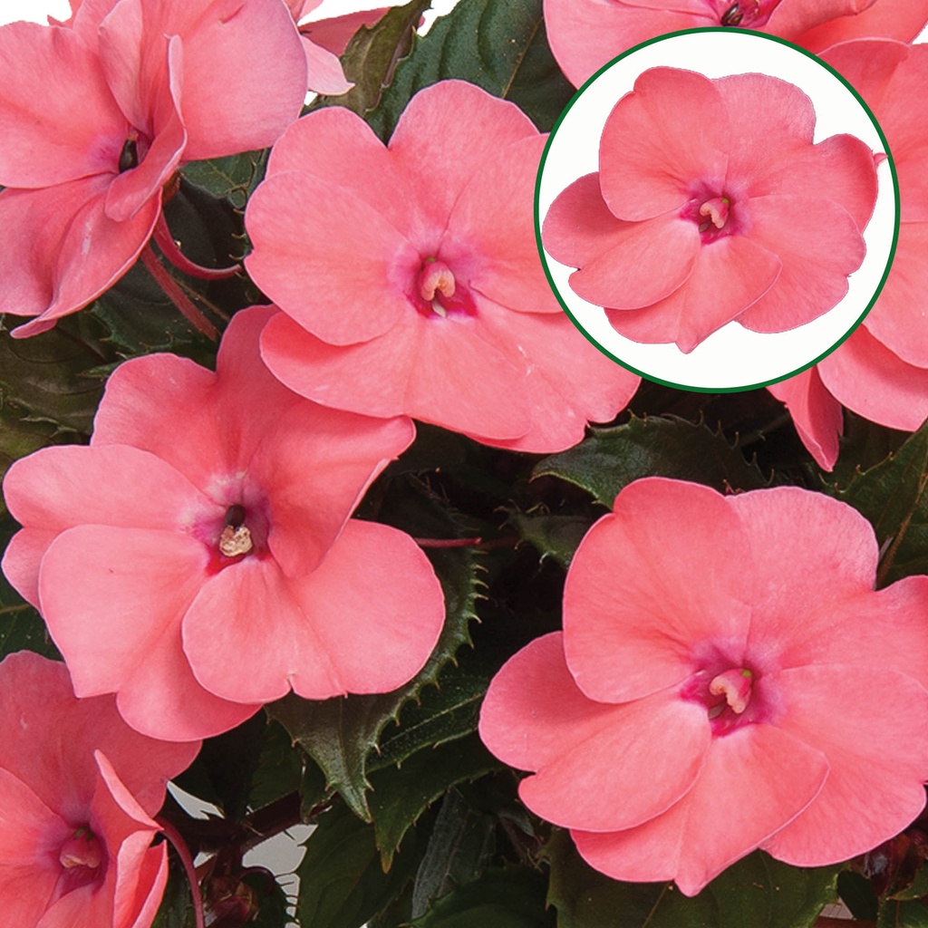 Impatiens New Guinea P12 Pink