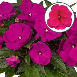 Impatiens New Guinea P12 Purple blue