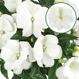 Impatiens New Guinea P12 White
