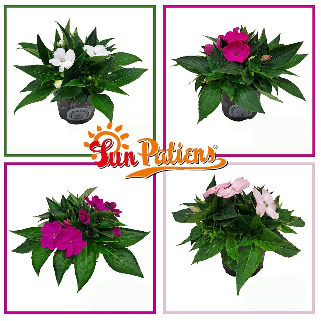 Impatiens Sun Patiens P13 Divers