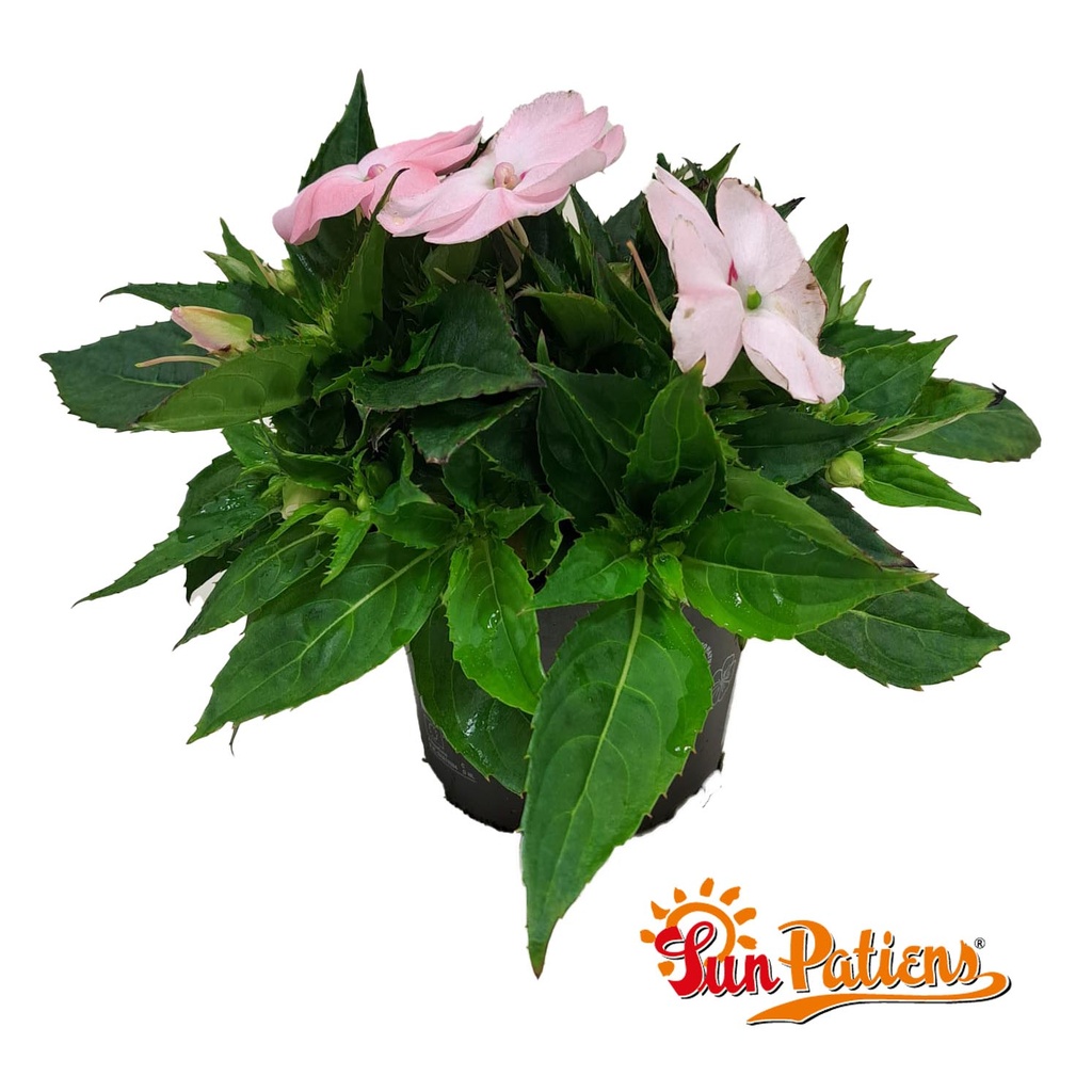 Impatiens Sun Patiens P13 Orchid Blush