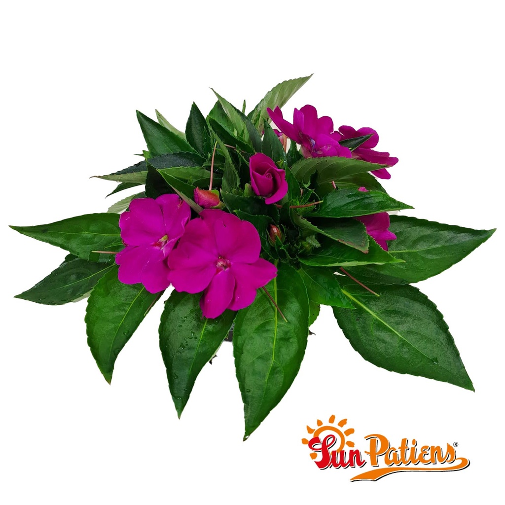 Impatiens Sun Patiens P13 Purple