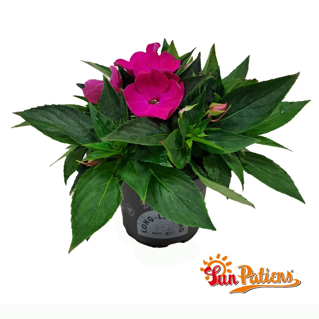 Impatiens Sun Patiens P13 Rose Pink