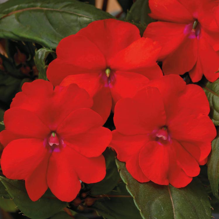 Impatiens Sun Patiens P13 Scarlet