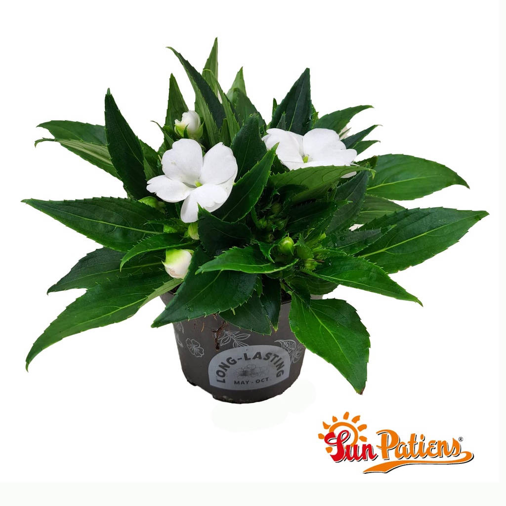 Impatiens Sun Patiens P13 White