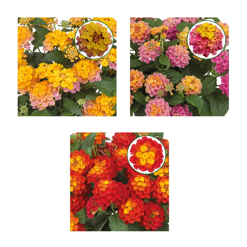 Lantana P12 Divers