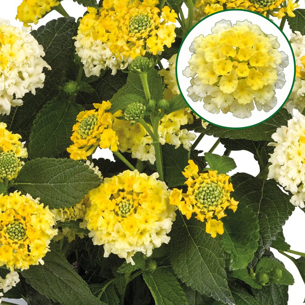 Lantana P12 Lemon glow