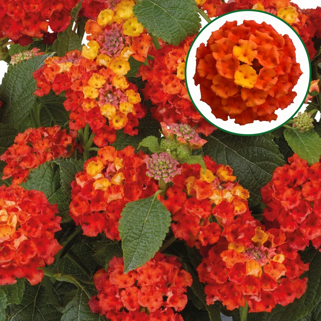 Lantana P12 Orange flame
