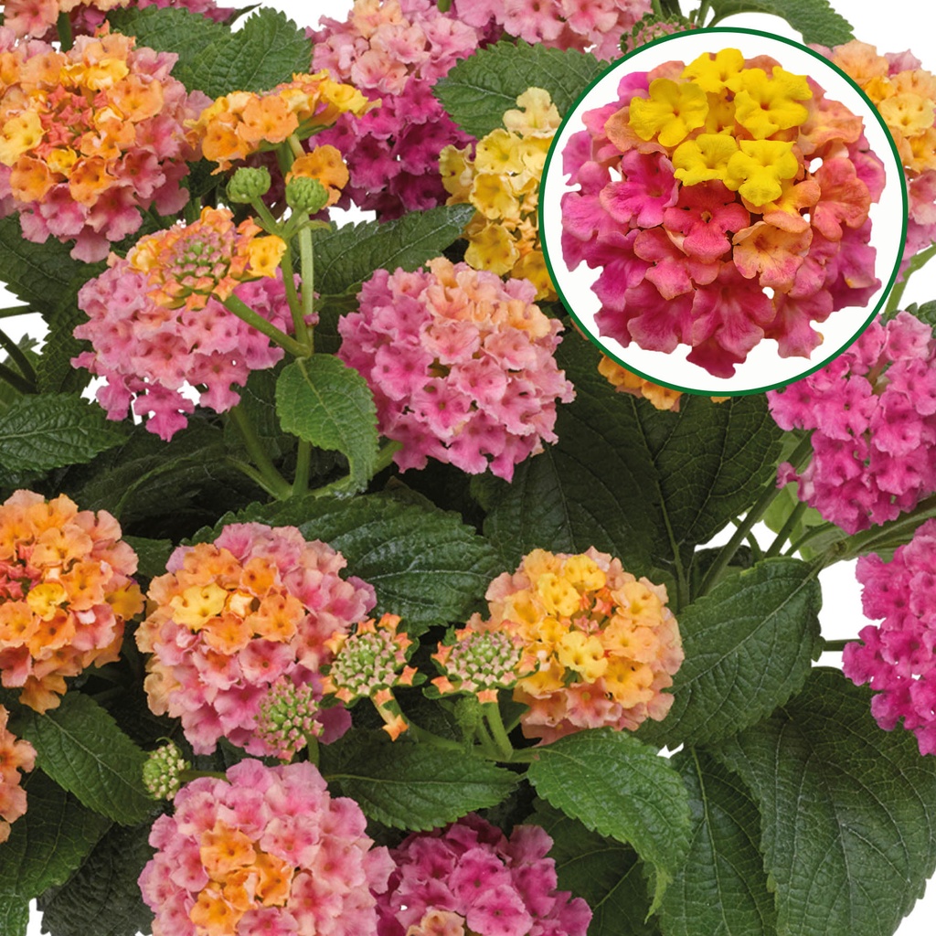 Lantana P12 Rose