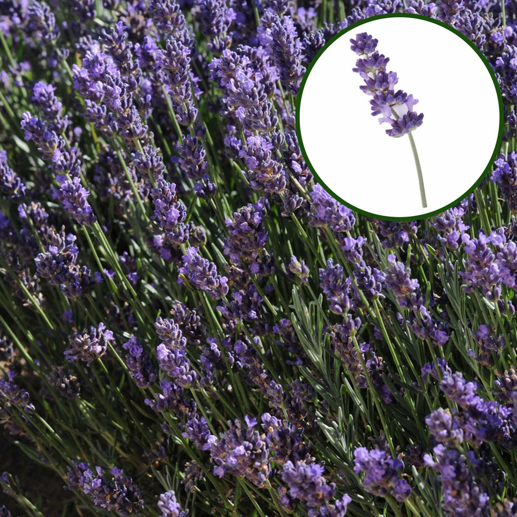 Lavendel P12 angustifolia  Bleu "Geen bloei"