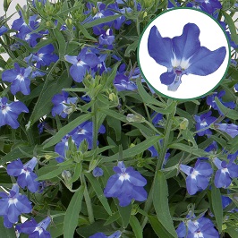 Lobelia P12 Blue