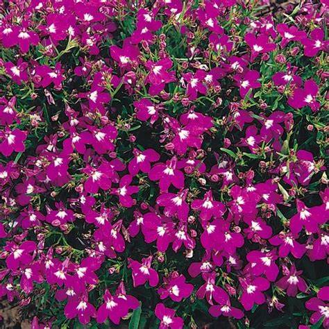 Lobelia P12 Divers