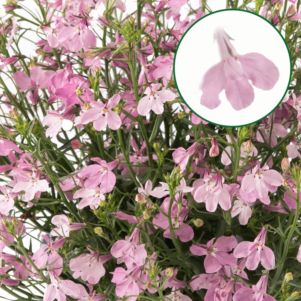 Lobelia P12 Pink