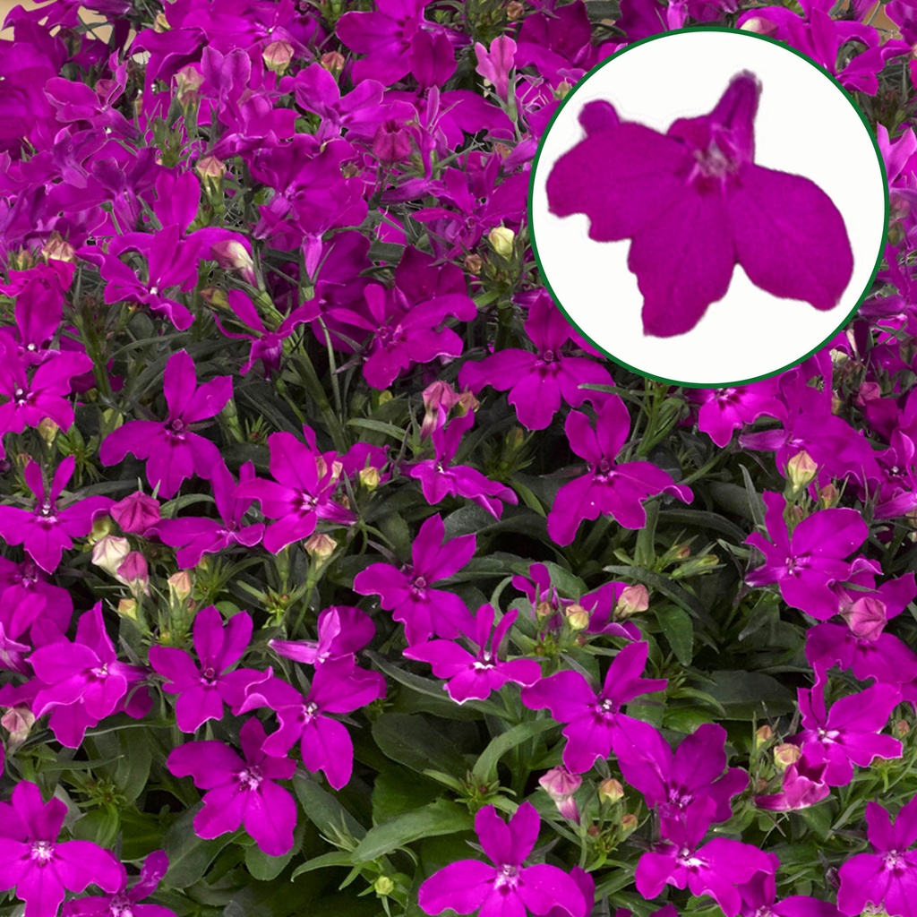 Lobelia P12 Purple