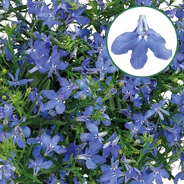 Lobelia P12 Sky Blue