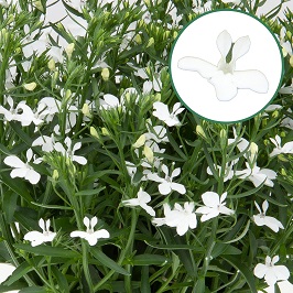 Lobelia P12 White
