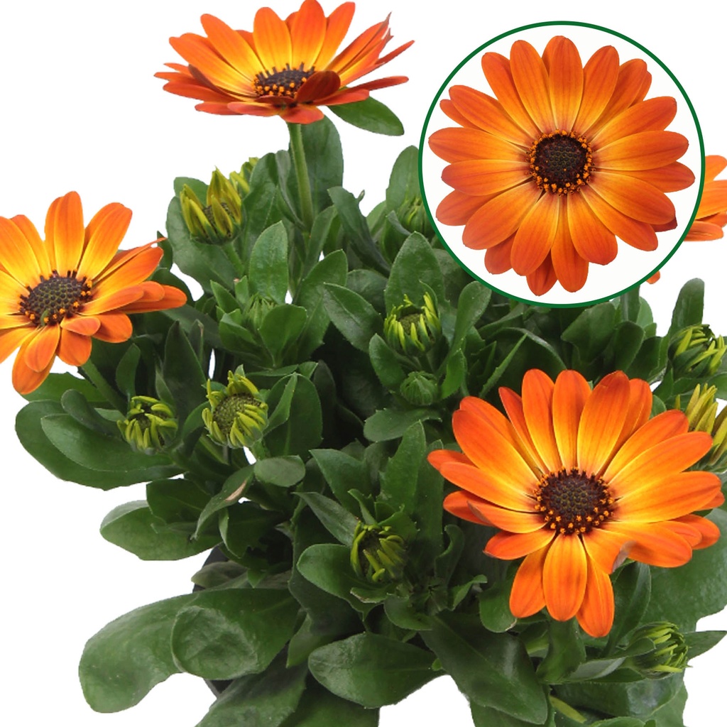 Osteospermum  P12 Amalia (oranje)