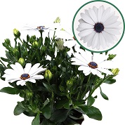 Osteospermum  P12 Blanca(wit)