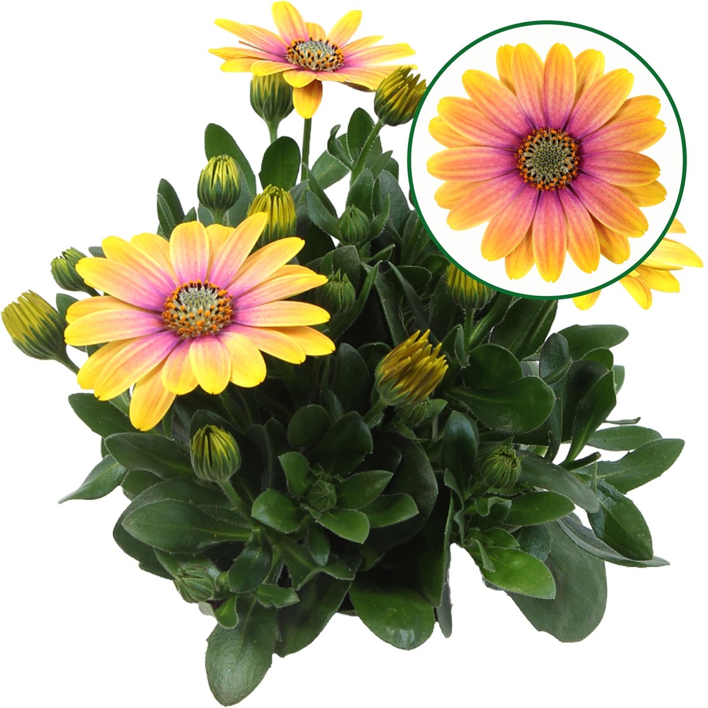 Osteospermum  P12 Bonita