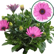 Osteospermum  P12 Davina(rose)