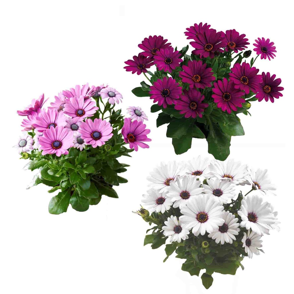 Osteospermum  P12 Divers