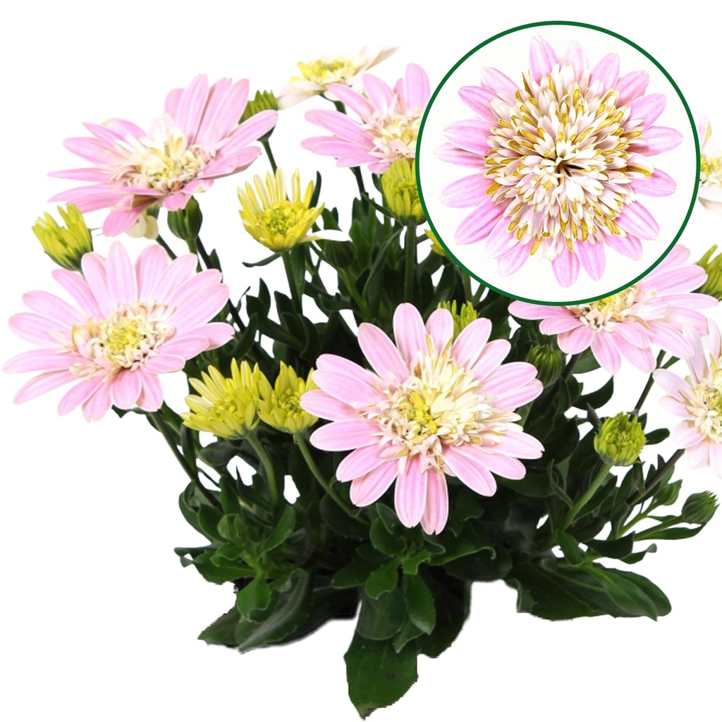 Osteospermum  P12 Double lovely pink
