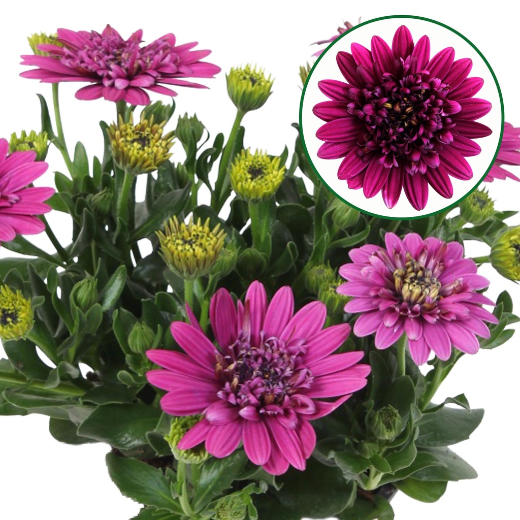 Osteospermum  P12 Double violet