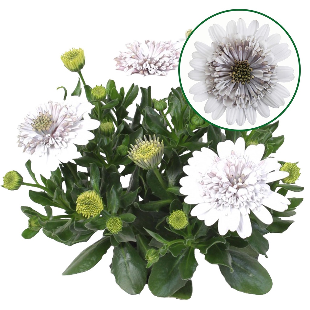 Osteospermum  P12 Double white